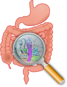 Restore Gut Health - What is Gut Health?