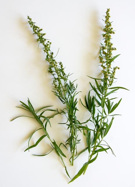 Foods that start with t - Tarragon