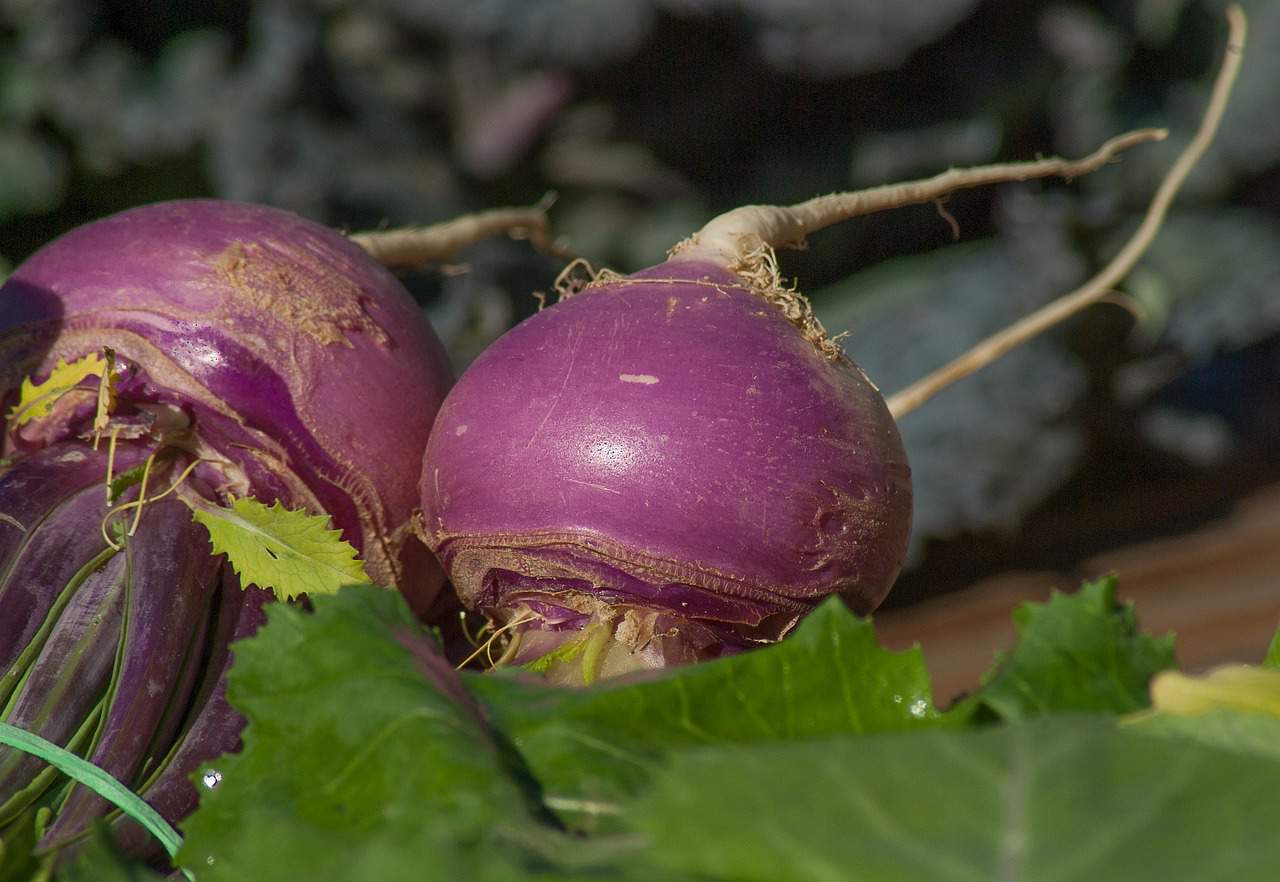Foods that start with t - Turnips